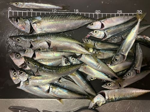 サバの釣果