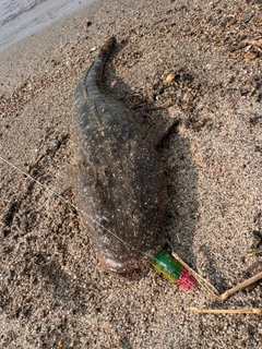 マゴチの釣果