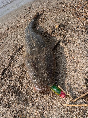 マゴチの釣果