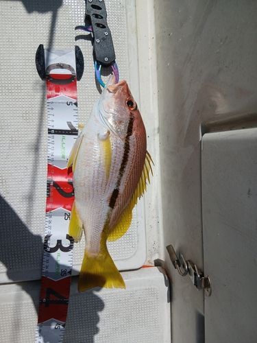 ヨコスジフエダイの釣果