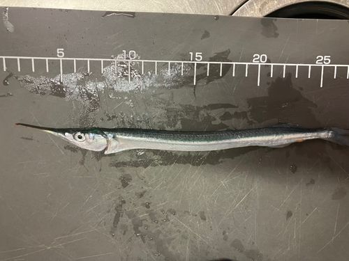 サヨリの釣果