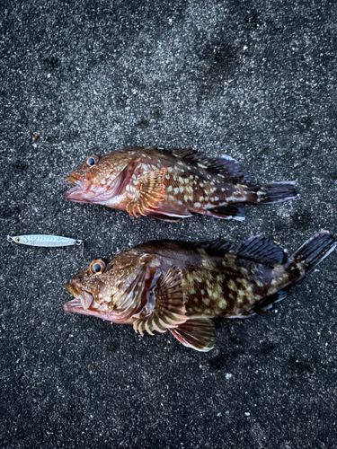 カサゴの釣果