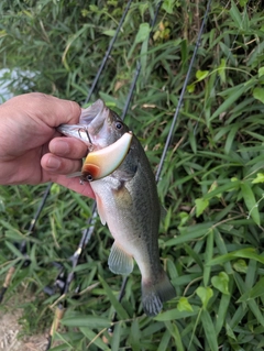 ブラックバスの釣果