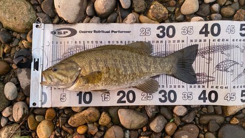 スモールマウスバスの釣果