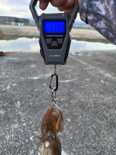 タコの釣果