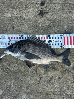 チヌの釣果