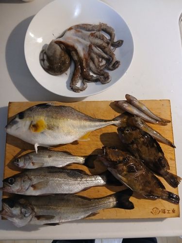 ギマの釣果
