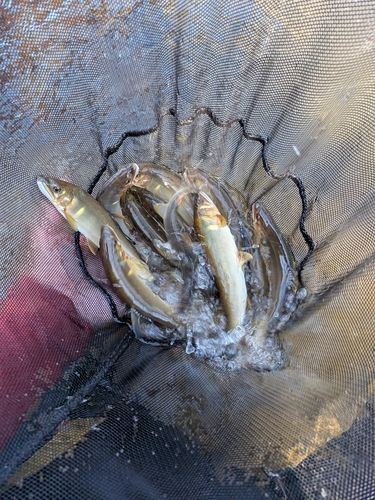 アユの釣果