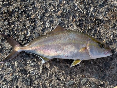 ネリゴの釣果