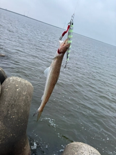 エソの釣果