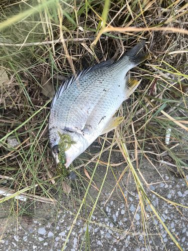キビレの釣果