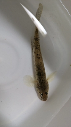 ハゼの釣果
