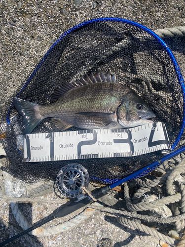チヌの釣果