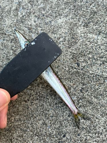 カマスの釣果