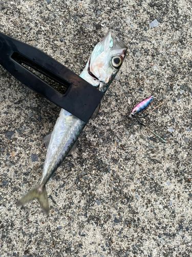 サバの釣果