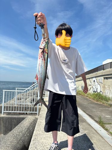 サゴシの釣果