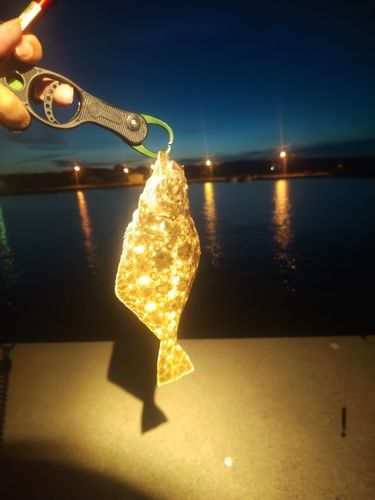 ヒラメの釣果