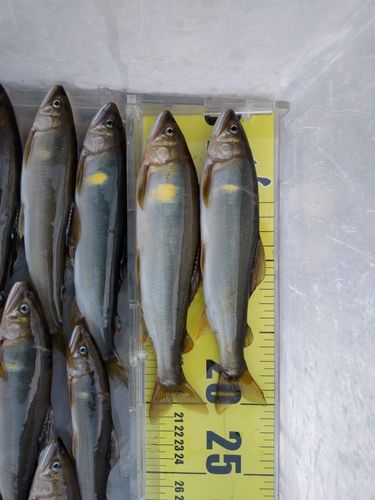 アユの釣果