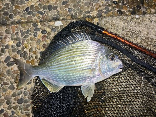 ヘダイの釣果