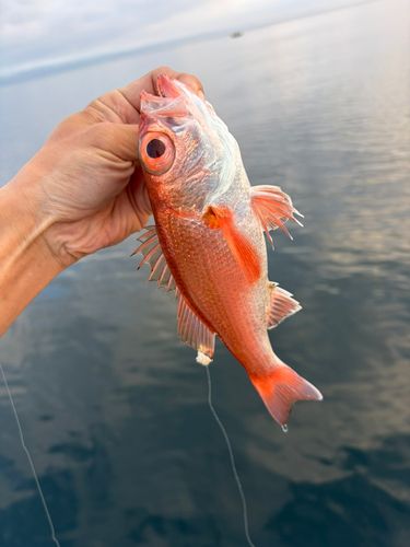アカムツの釣果