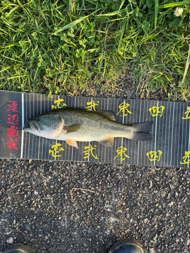 ラージマウスバスの釣果