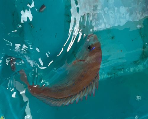 タイの釣果