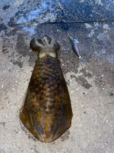 アオリイカの釣果