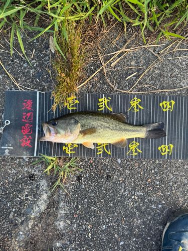 ラージマウスバスの釣果
