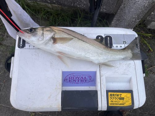 フッコ（マルスズキ）の釣果
