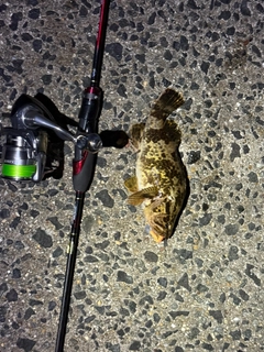 タケノコメバルの釣果