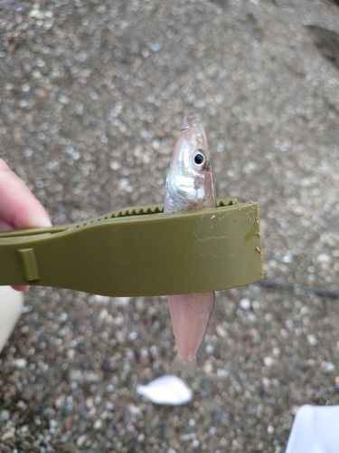 シロギスの釣果