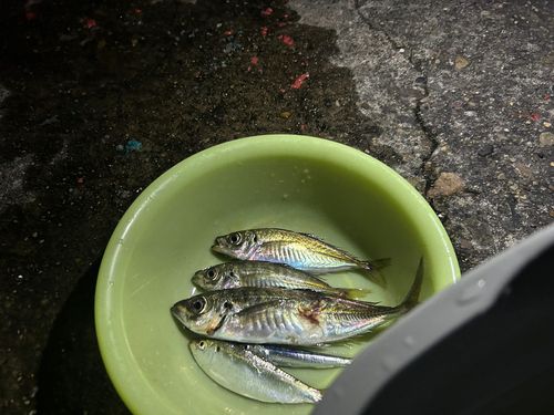 マアジの釣果
