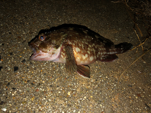 カサゴの釣果