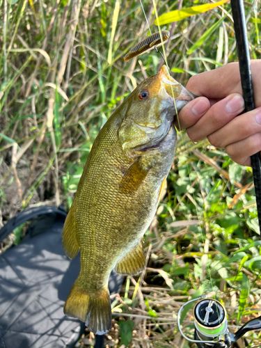 スモールマウスバスの釣果