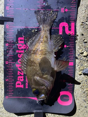 メバルの釣果