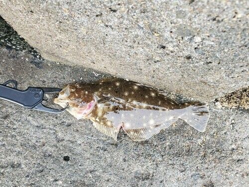 ソゲの釣果