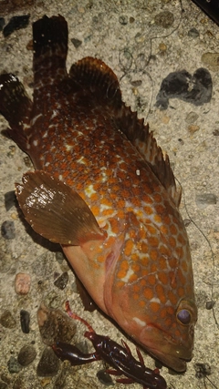 キジハタの釣果