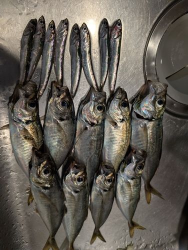 アジの釣果