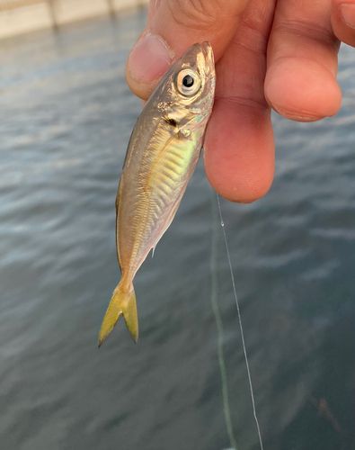 セイゴ（マルスズキ）の釣果