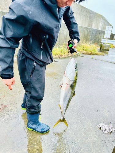 ブリの釣果