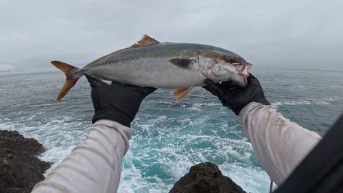 イナダの釣果
