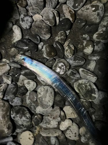 タチウオの釣果