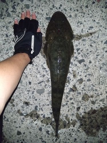 マゴチの釣果