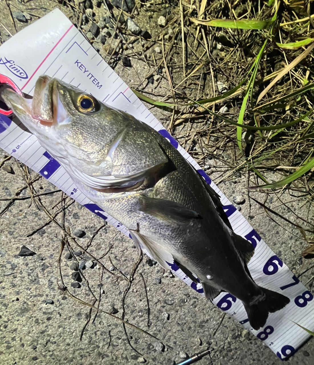 DAIWA 19ラテオ R 96Mの最安値・インプレ・釣果 | 本音の口コミが