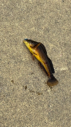 アイナメの釣果
