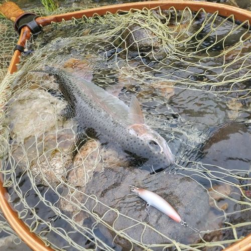 ニジマスの釣果