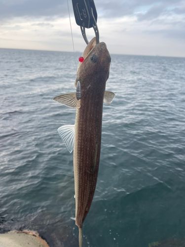 エソの釣果