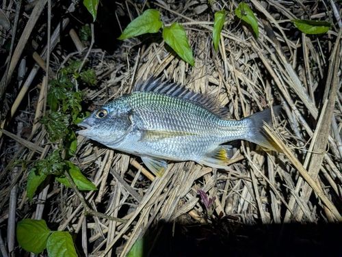 キビレの釣果