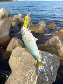 ワカシの釣果