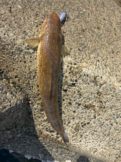 エソの釣果